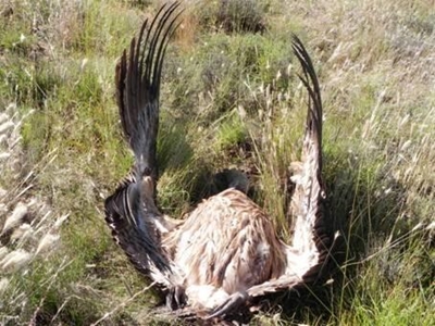 Vulture's electrocutions a concern