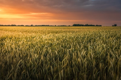 Load-shedding poses threat to irrigated crops in central SA