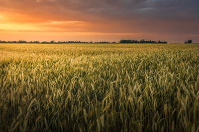 Load-shedding poses threat to irrigated crops in central SA