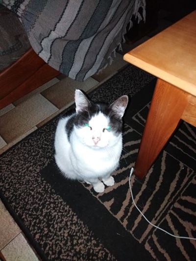 R500 beloning vir vermiste kat