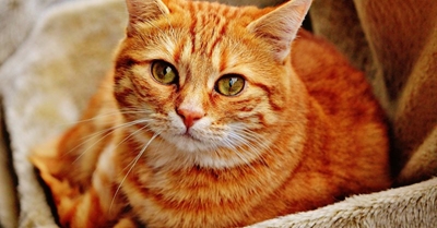 Fireworks season is upon us – know how to protect your vulnerable pets