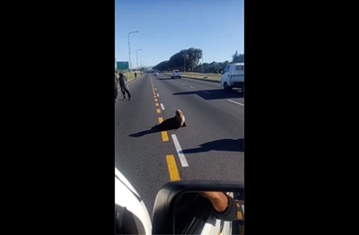  Santa the Cape fur seal has returned to the sea