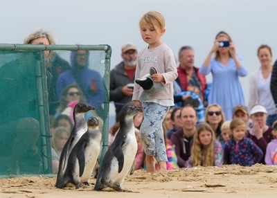 Plett penguins waddle their way to freedom