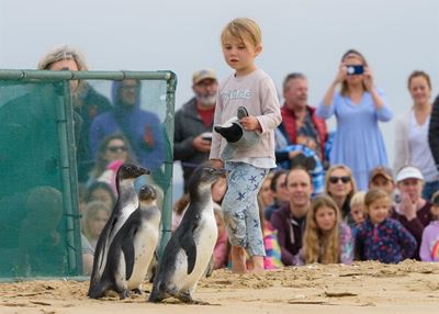 Plett penguins waddle their way to freedom
