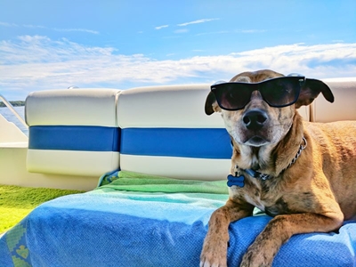 Holiday and summertime pet care tips