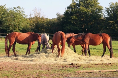 Pros and cons of lucerne in your horse’s diet