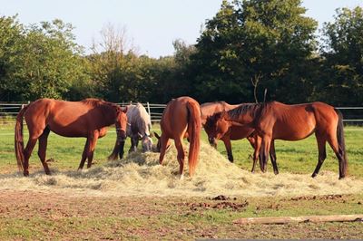Pros and cons of lucerne in your horse’s diet