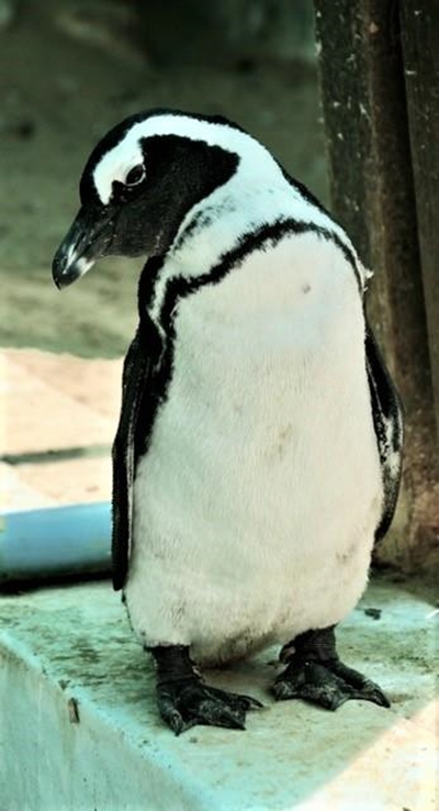 Penguin Awareness Day