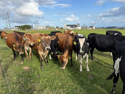 Foot and mouth disease affects only animals