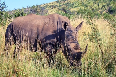  Sharp drop in rhino poaching amid lockdown