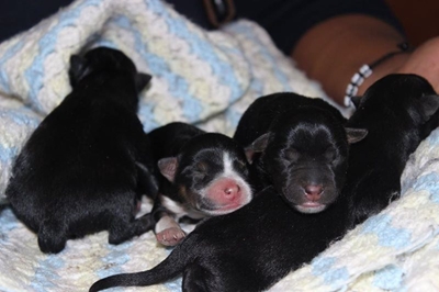 Unwanted dogs left to die
