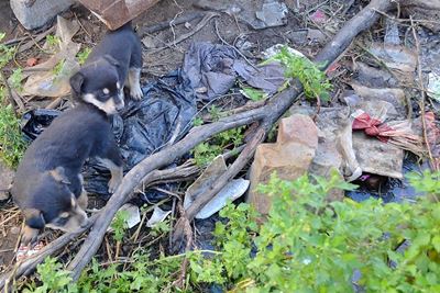 Sewage, power failures hit Asla Park