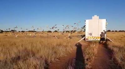 Mosselbaai-duiwe keer goed terug
