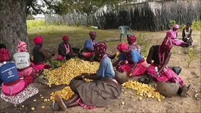Limpopo plans multi-million rand marula hub