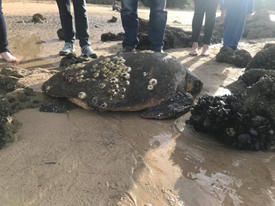 Turtle washed up in Witsand