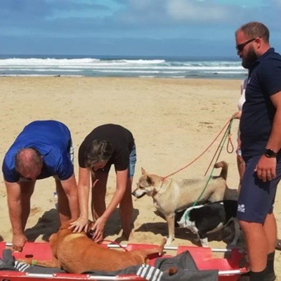 NSRI saves 4-legged family member