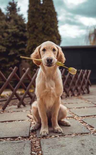 Protect your dog from canine parvovirus outbreaks
