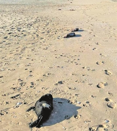 Dogs on leashes compulsory for Plett beaches