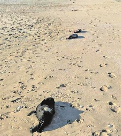 Dogs on leashes compulsory for Plett beaches