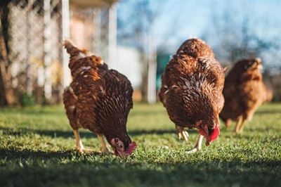 Western Cape farms under quarantine after bird flu outbreak