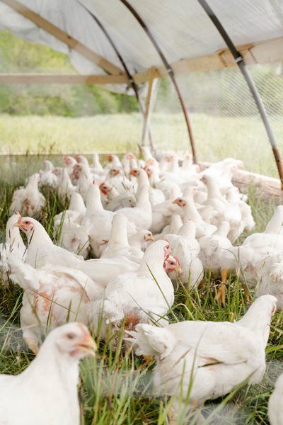 First-aid basics for small-scale poultry farmers