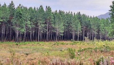 Commercial forestry in South Cape to be revived