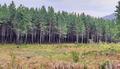 Commercial forestry in South Cape to be revived