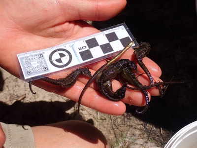 Save seahorses: SANParks, citizens to help