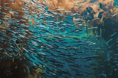 Crowds, birds, dolphins flock to KZN sardine run