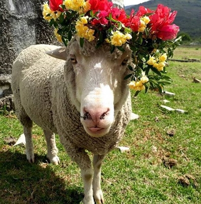 Pets, purpose and plants: 3 great reasons to celebrate Garden Day 