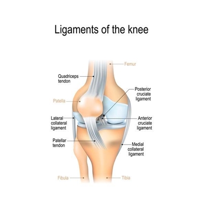 More about knee injuries: Posterior crucial ligament (PCL)