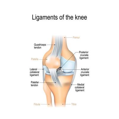 More about knee injuries: Posterior crucial ligament (PCL)