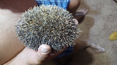 Velddiertjies hoort in die veld