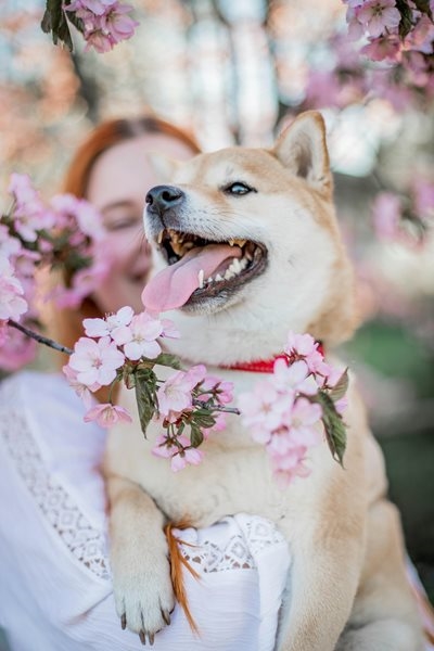 Paws, plants and flower crowns: Celebrate 10 years of Garden Day with your pets