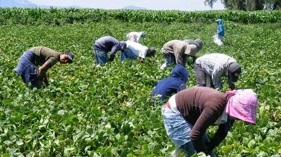 Agriculture jobs decline 8% from 2016