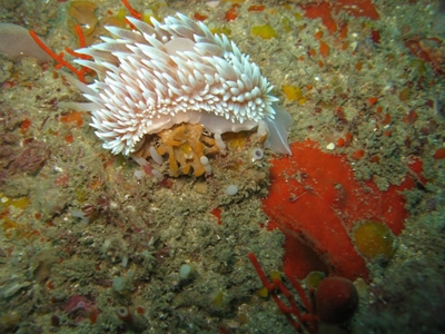 National Marine week celebrates Stilbaai treasures
