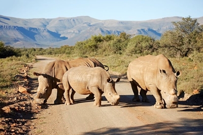 Private reserve dehorns rhinos to deter poachers