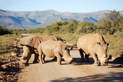 Private reserve dehorns rhinos to deter poachers