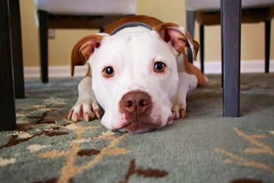 Separation distress in dogs