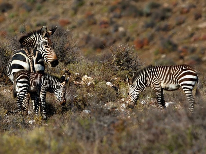Another first for the Cape mountain zebra genetic rescue project