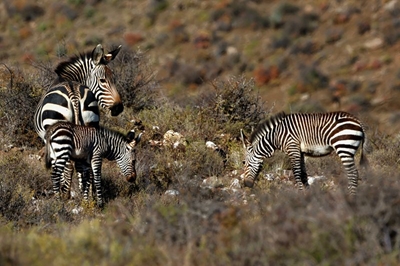 Another first for the Cape mountain zebra genetic rescue project