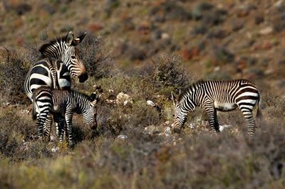 Another first for the Cape mountain zebra genetic rescue project