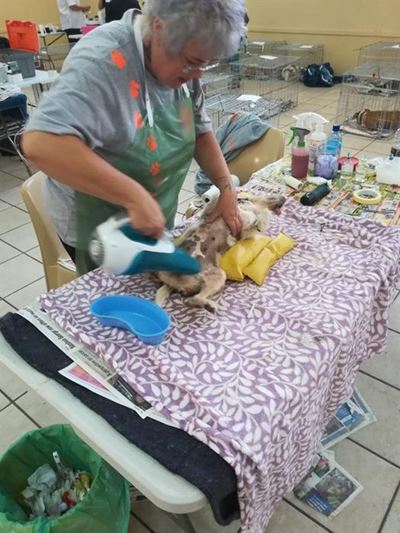 Spay-a-thon held in Uniondale