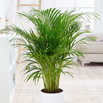 Plants that can purity the air
