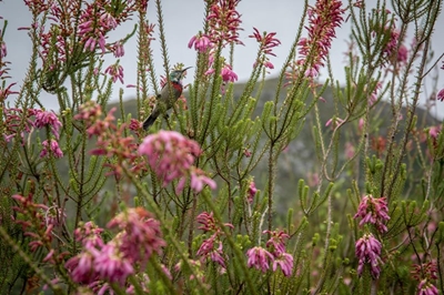 Conservation conversations at Wilderness Hotel