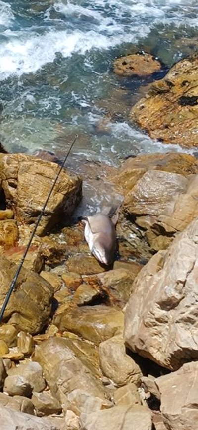 Fisherman praised for releasing shark back into the ocean
