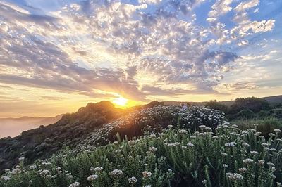 Knysna Oyster Festival: The excitement is building!
