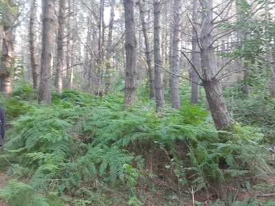 Do trees really stay in touch via a ‘wood-wide web’?