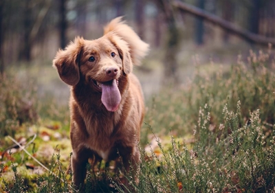 Share pics of your pet
