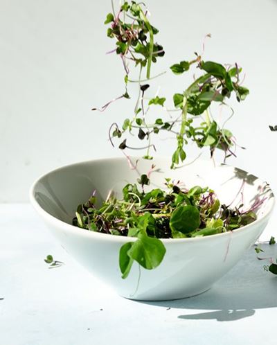 Four reasons microgreens are an all-rounder and great for winter
